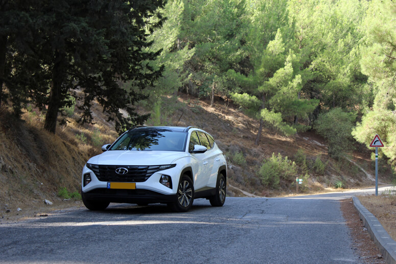 יער ביריה יער ביריה